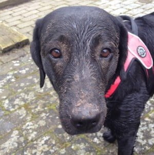 Read more about the article En våd og beskidt hund