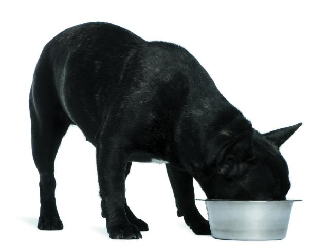 Read more about the article When your dog eats too fast
