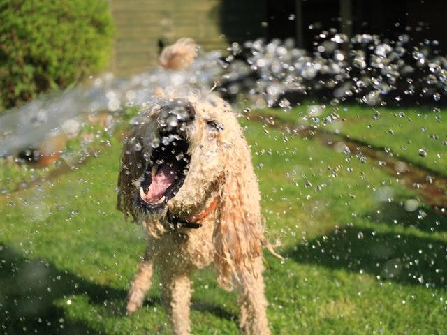 Read more about the article 6 Tips: How to help your dog endure the summer heat