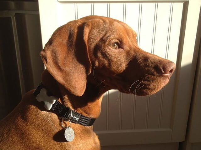 Red Dingo halsbånd, classic sort