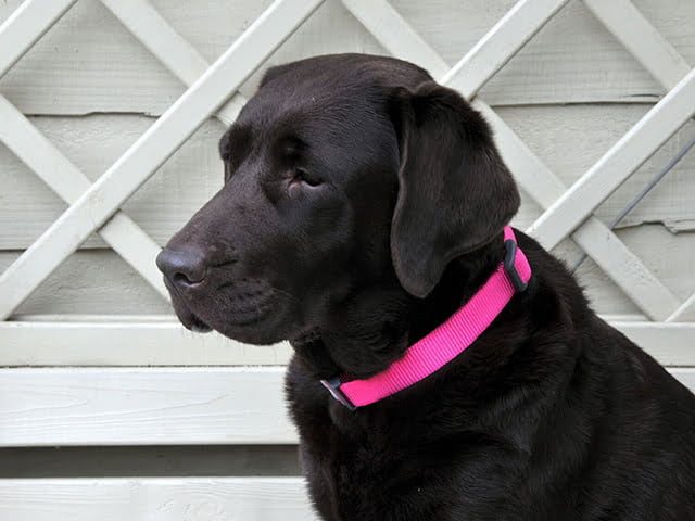 Red Dingo halsbånd, classic hot pink