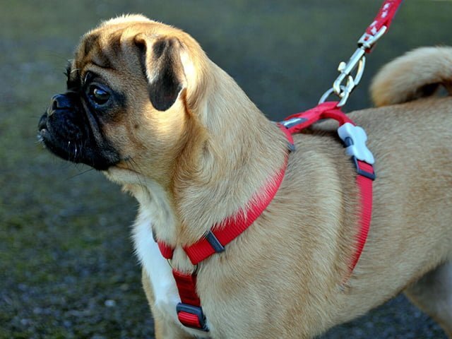 Red Dingo sele, classic rød