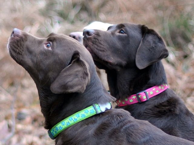 Red Dingo halsbånd, lime stjerner