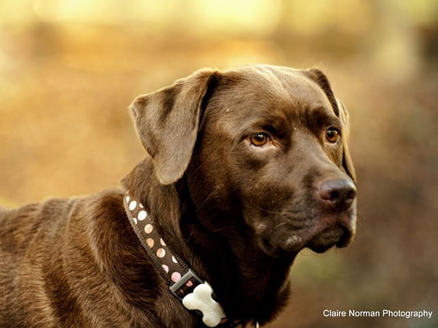Red Dingo halsbånd, pink spot