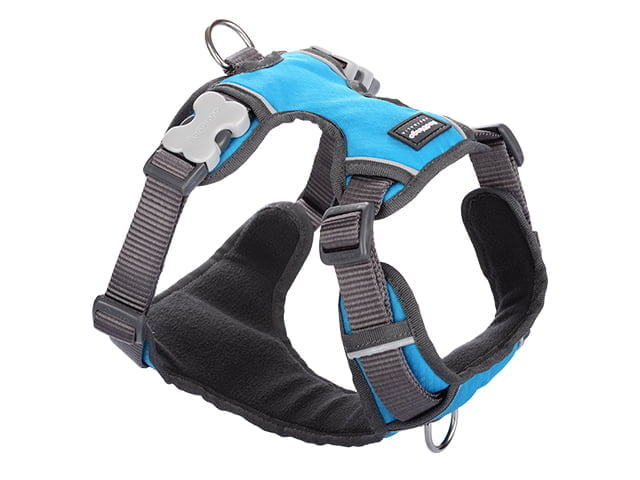 Red Dingo gepolsterter Gurt, türkis, L