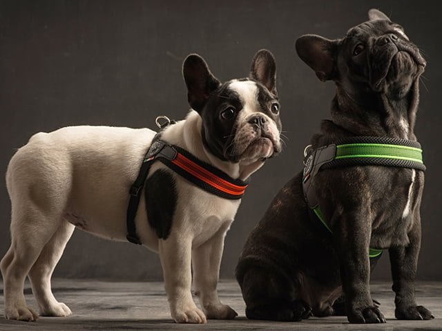 TRE PONTI Mini Mesh med justering, orange