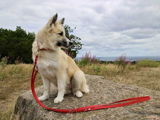 Fenriz dressurline, rød