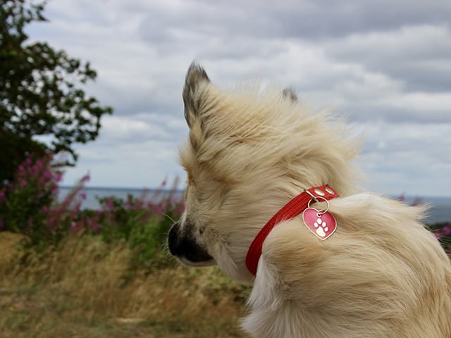 iMARC hjerte elegance rød sølv