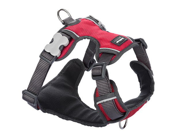 Red Dingo gepolsterter Gurt, rot, M