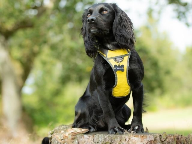 Red Dingo polstret sele, gul