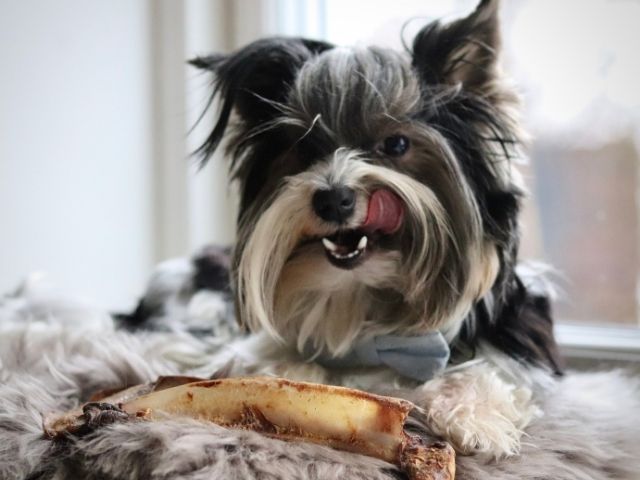 Tikki hjorte skulderblad