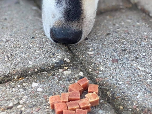 Woolf Duck Chunkies 100g