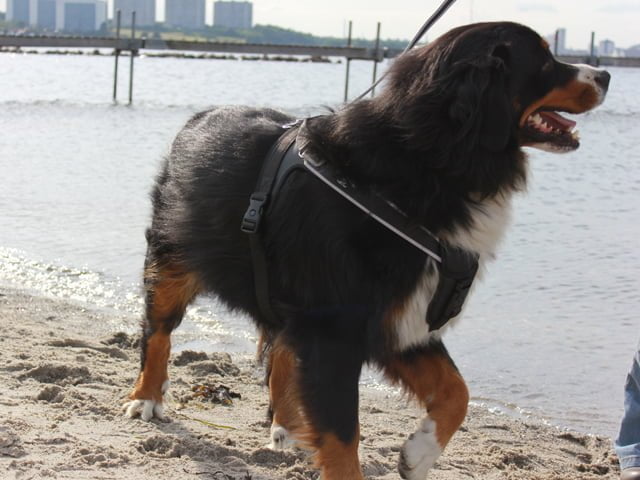 TRE PONTI Y-sele, sort