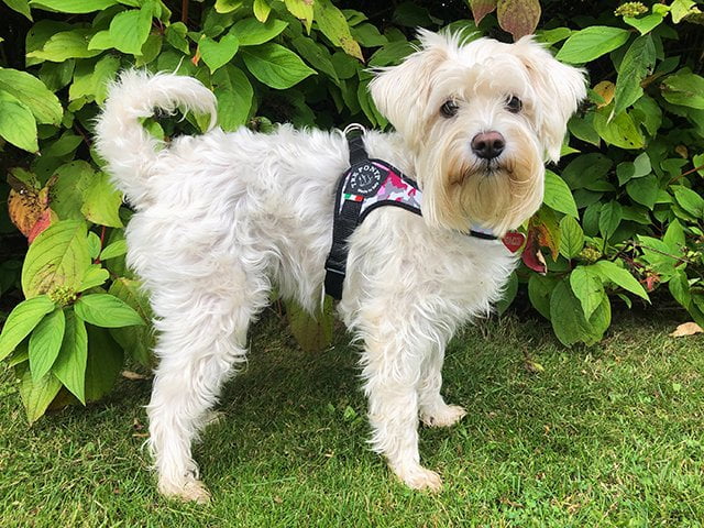 TRE PONTI Sele med justering, pink camo