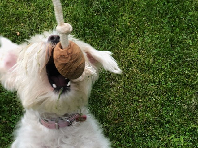 Olivi rugby med bomuldsreb, ca. 36cm