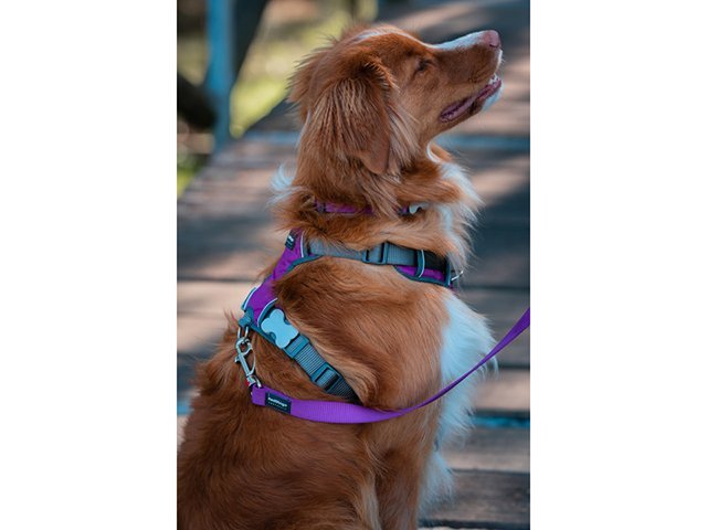 Red Dingo polstret sele, lilla