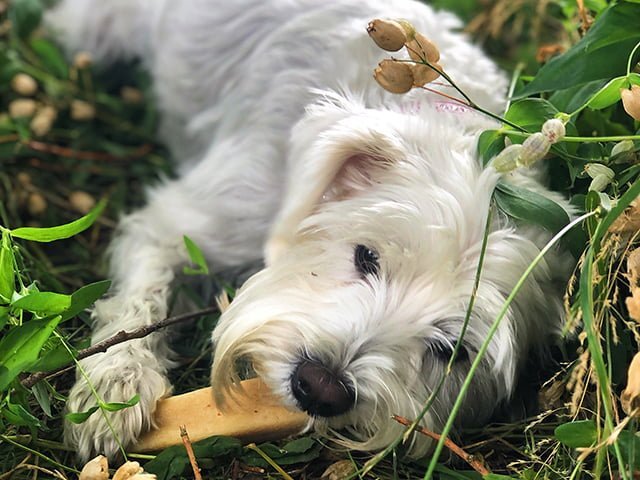 Tikki Himalaya Snack