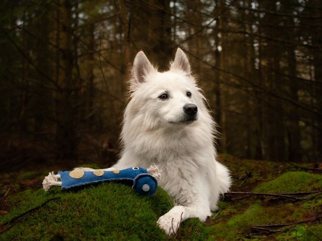 Green & Wilds Smorg from Green Planet