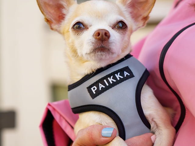 Paikka Visibility sele, grå