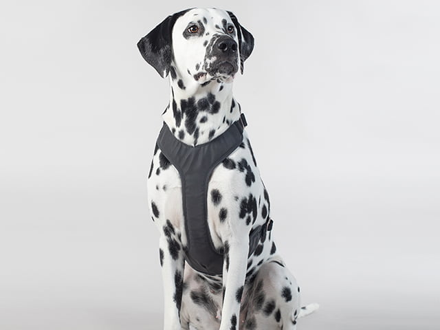 Paikka Visibility sele, mørk