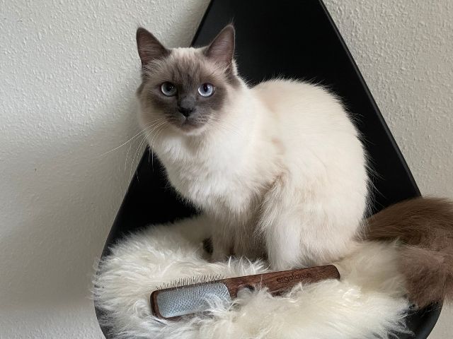 Biogance Ergolance Slicker wooden brush