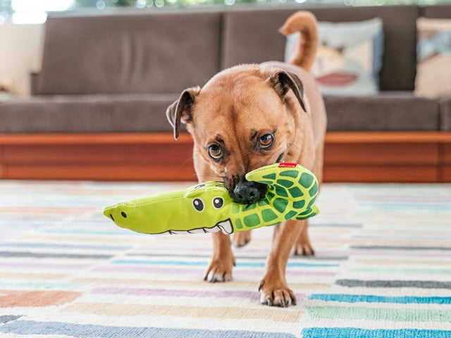 Red Dingo Durables Krokodille, 27,5cm