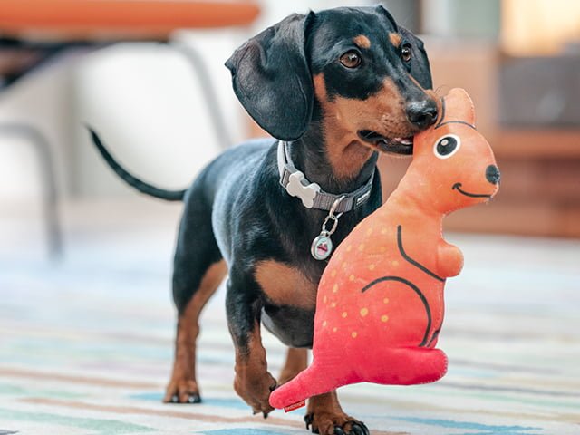 Red Dingo Durables Kænguru, 23,5cm