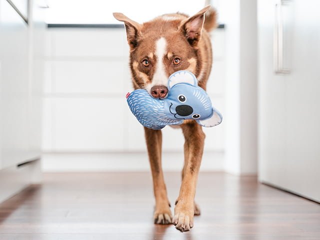 Red Dingo Durables Koala, 20cm