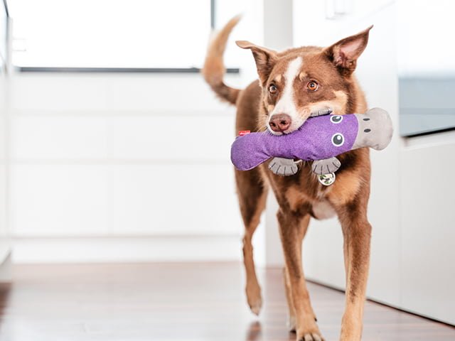 Red Dingo Durables Næbdyr, 28,5cm