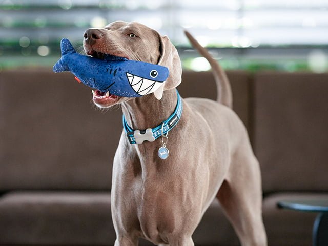 Red Dingo Durables Haj, 25,5cm