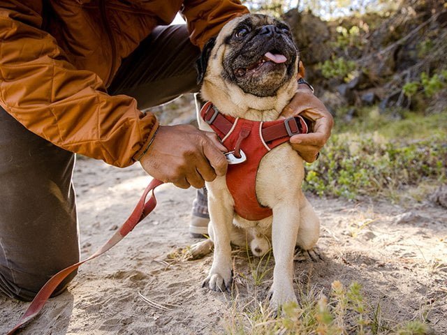 Ruffwear Front Range Sele, Red Clay
