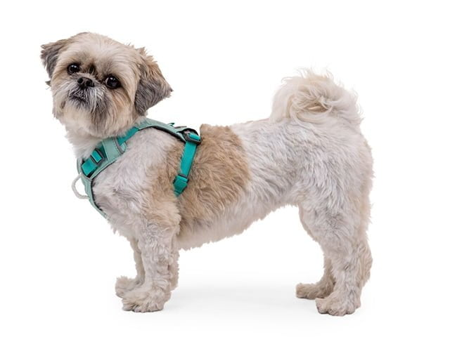 Ruffwear Hi & Light sele, Sage Green