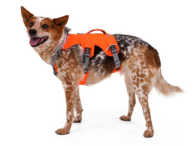 Ruffwear Web Master sele, Blaze Orange