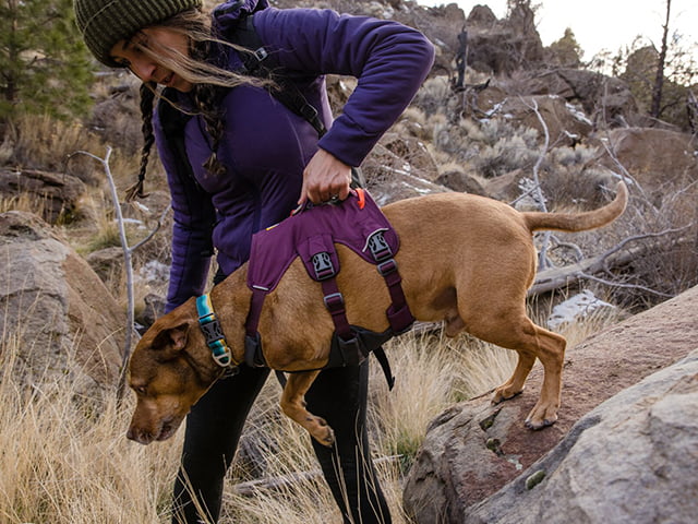 Ruffwear Web Master sele, Purple Rain