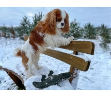 Green & Wilds Colin the Crocodile