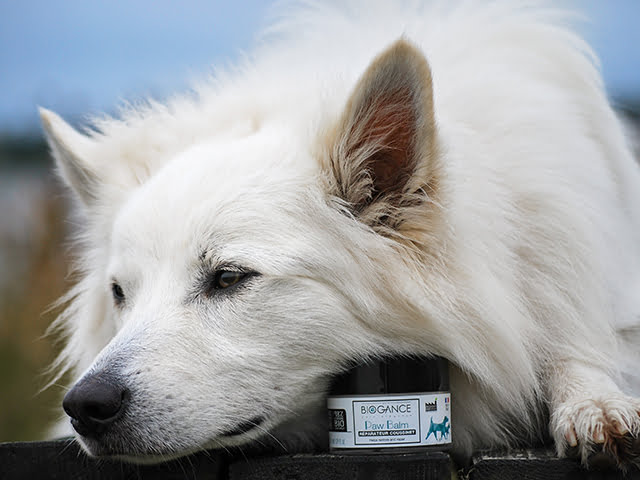 You are currently viewing Watch your paws