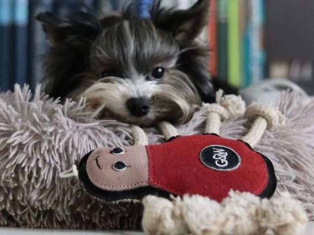 Green & Wilds Spike the Spider