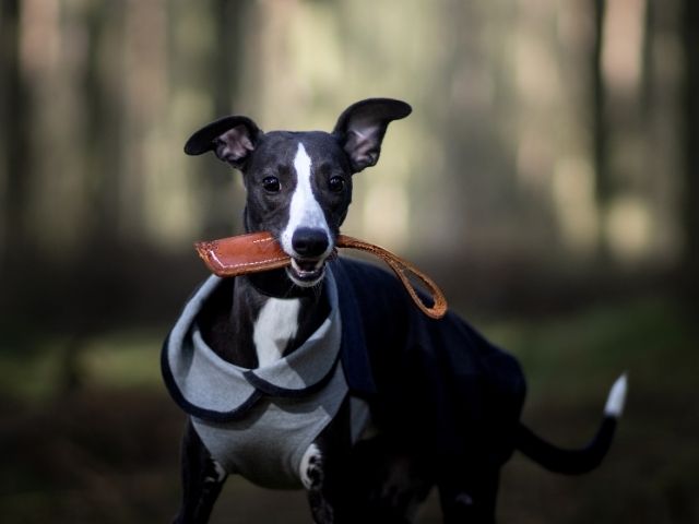 Swaggin Tails Tug and toss hundelegetøj, 28cm