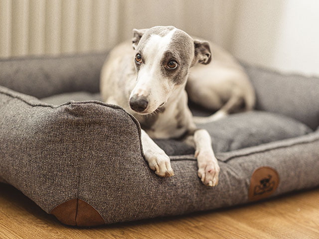 Swaggin Tails Sömnig Hundeseng, Space Grey