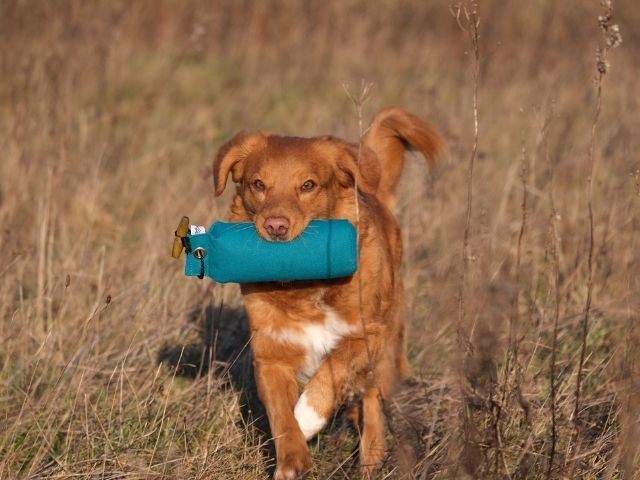 Fenriz by Procyon Dummy, Green