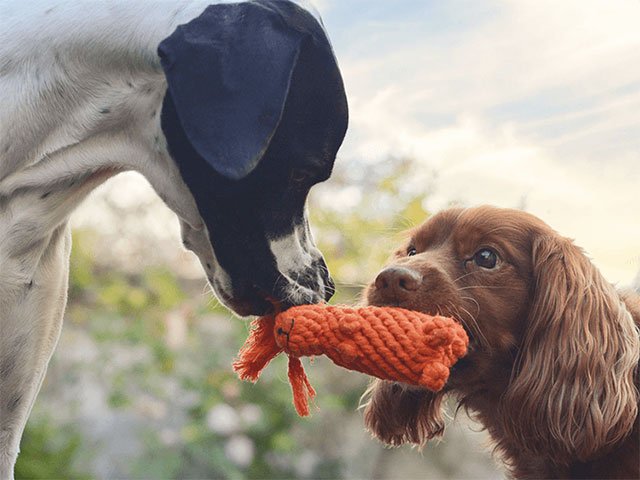 Swaggin Tails Egernet Svante