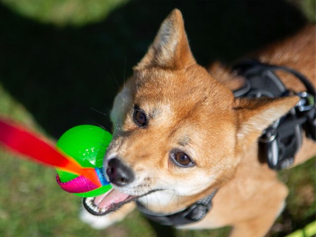 Fenriz flydebold med snor, Grøn