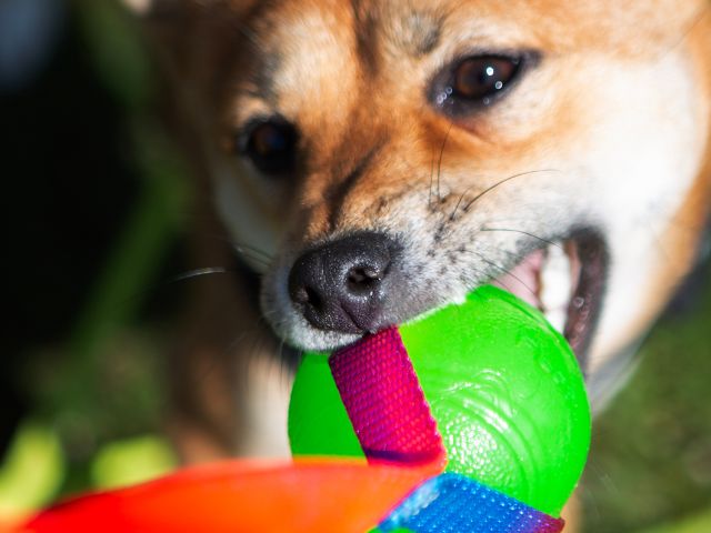 341260_Fenriz Flydebold_ø6_grøn_2