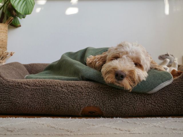 Swaggin Tails Drömmig Hundeseng, Stormy Brown