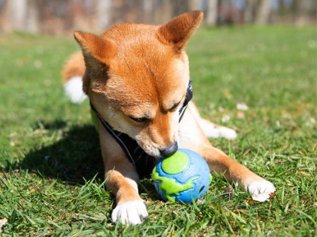 Planet Dog Orbee Bold