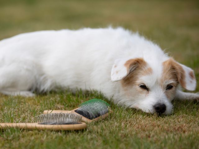 Bamboo Groom børste