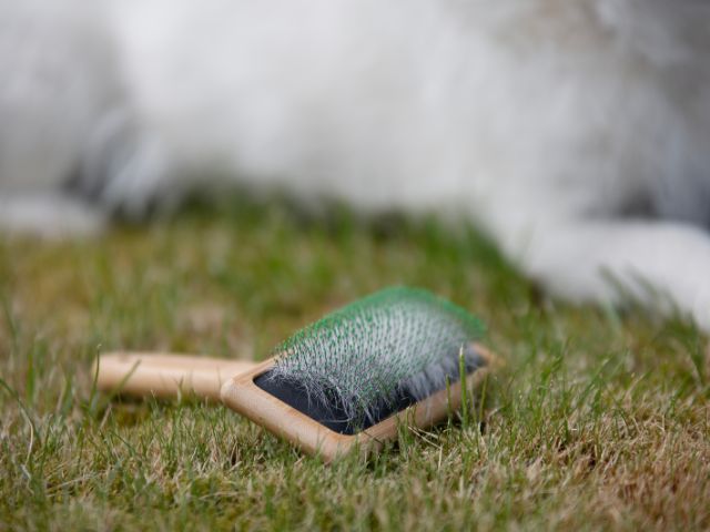 Bamboo Groom karte med dubber