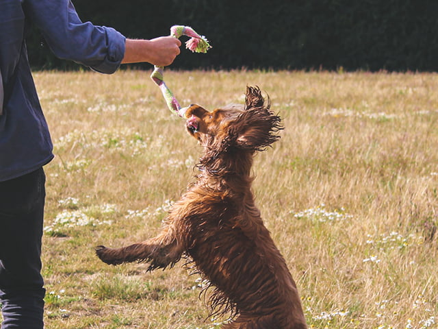 Beco Hamp Reb med piv