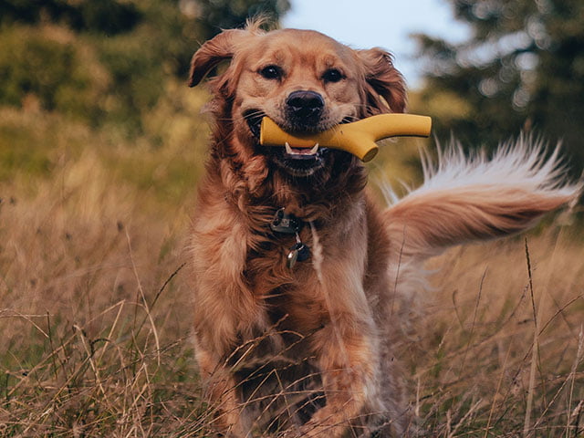 Beco Natural Rubber Stick, gul