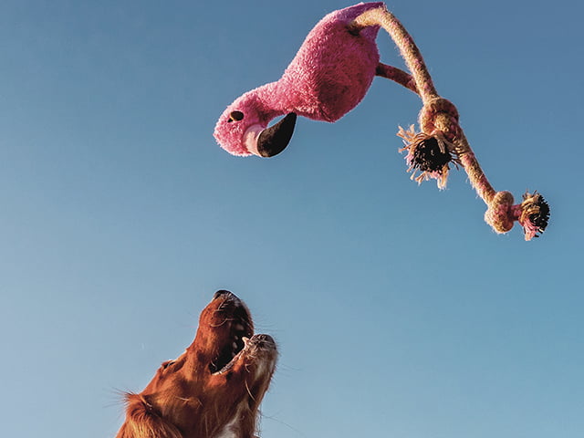 Beco Rough & Tough Flamingo